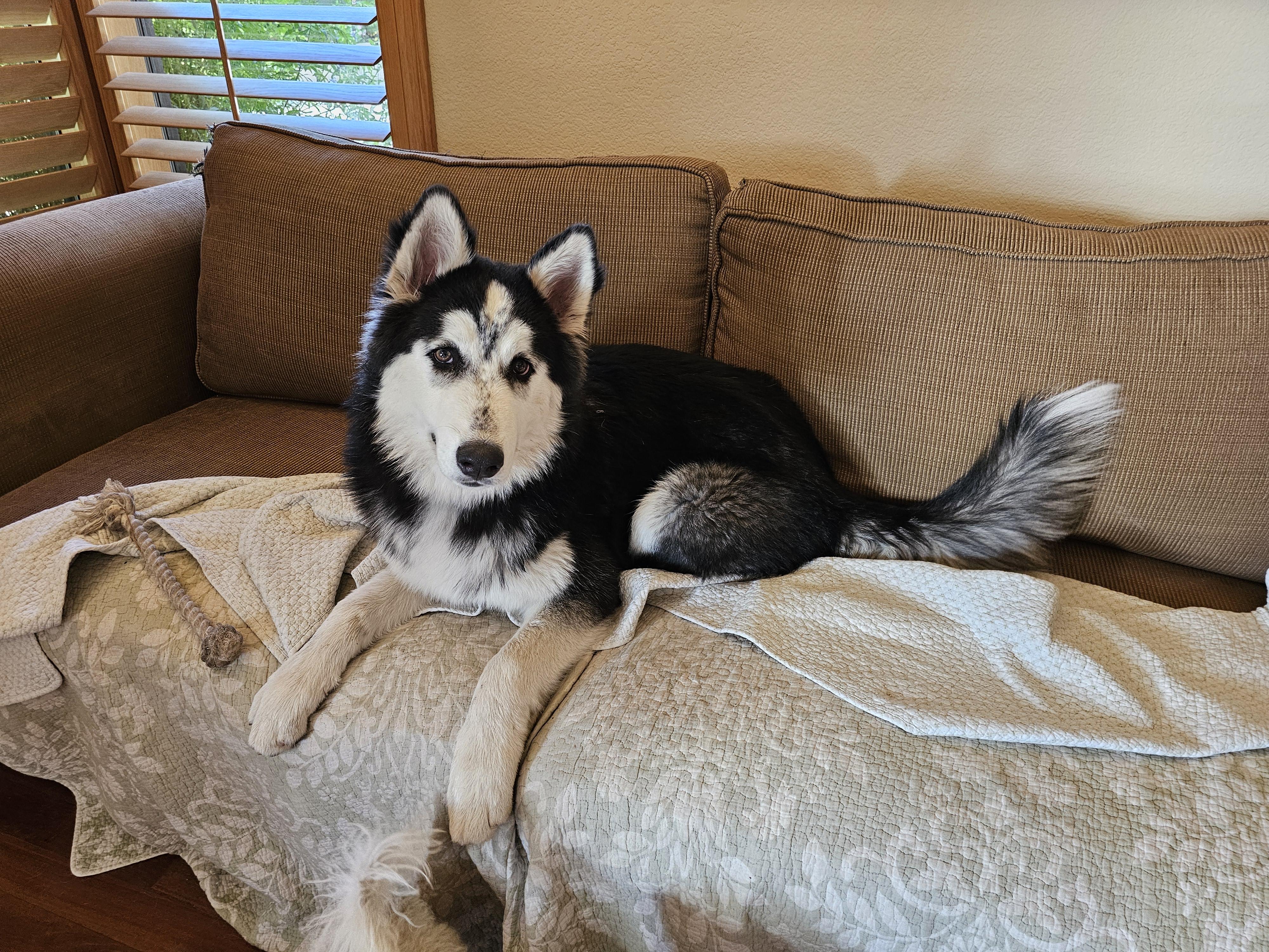 Enlarge Smooch, a Adoptable Husky in La Mesa, CA image 1/4