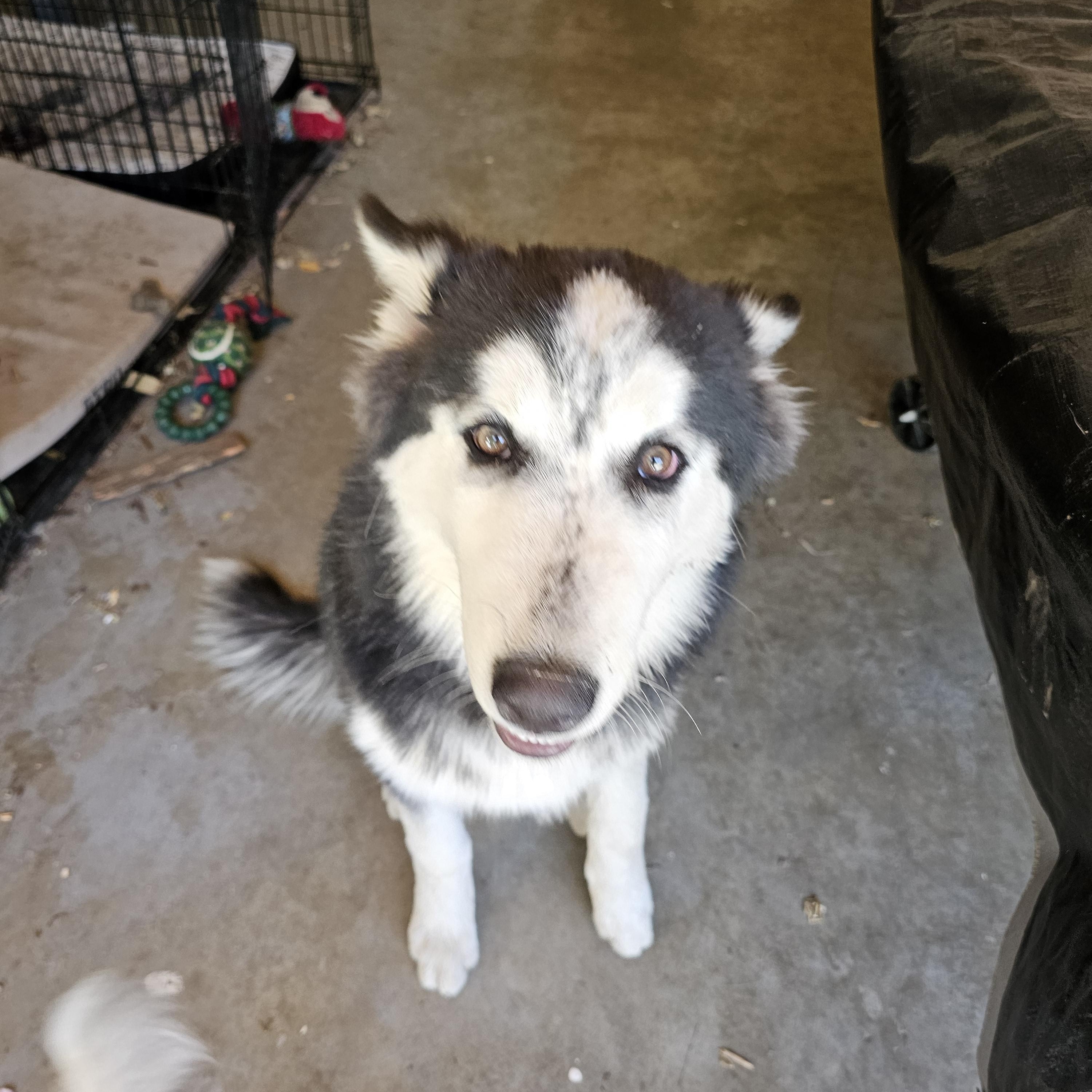 Enlarge Smooch, a ADOPTABLE Alaskan Malamute in La Mesa, CA image 3/3