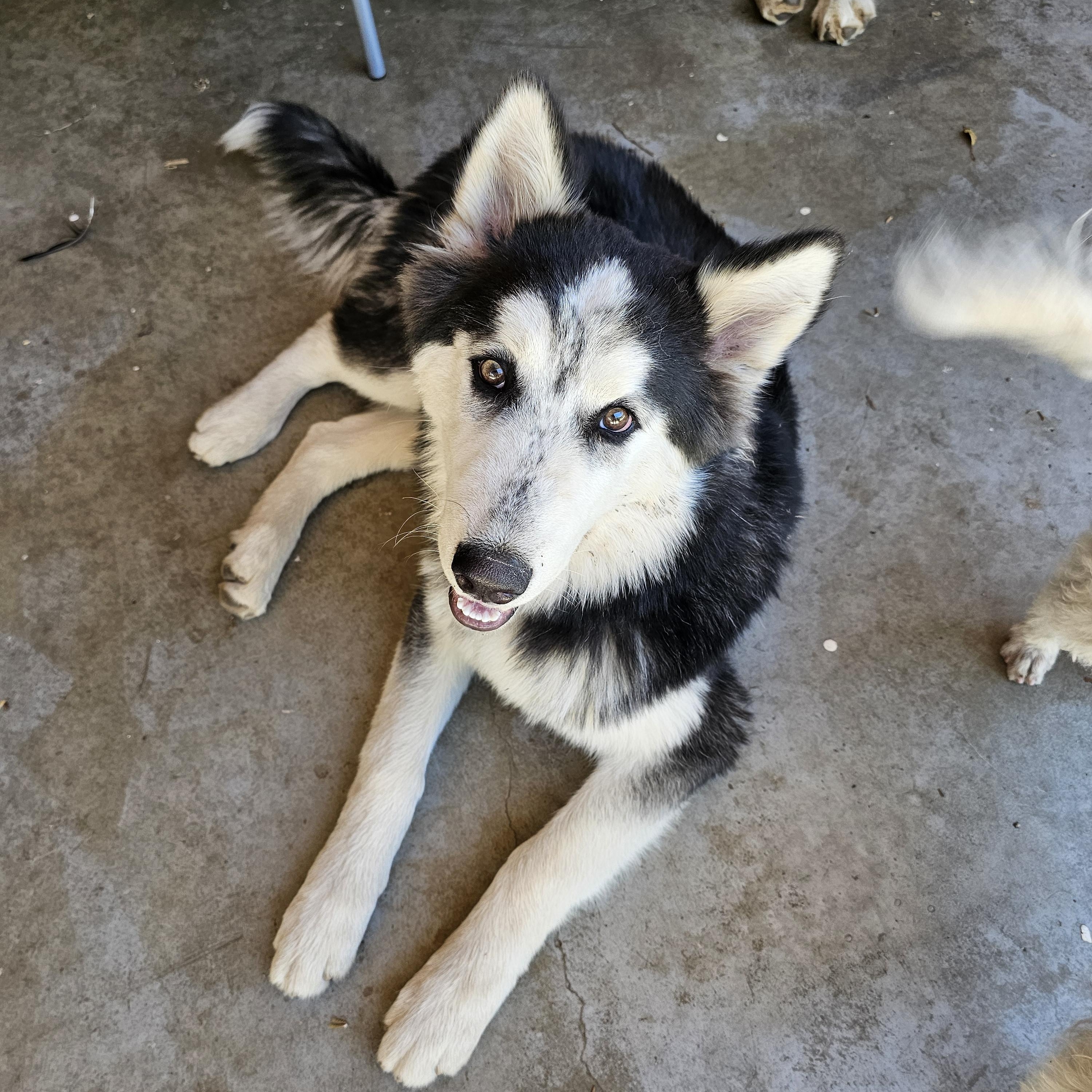 Enlarge Smooch, a ADOPTABLE Alaskan Malamute in La Mesa, CA image 2/3