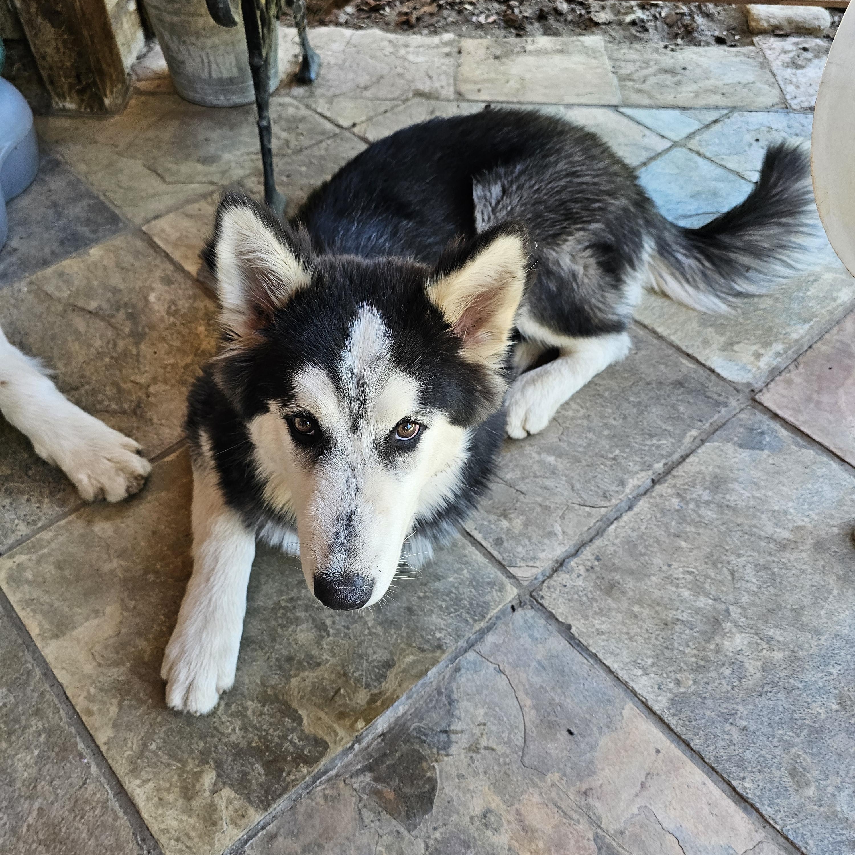 Smooch, ADOPTABLE, Puppy Male Alaskan Malamute.