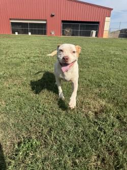 Tigger, a Adoptable Mixed Breed in Chickasha, OK image 5/5