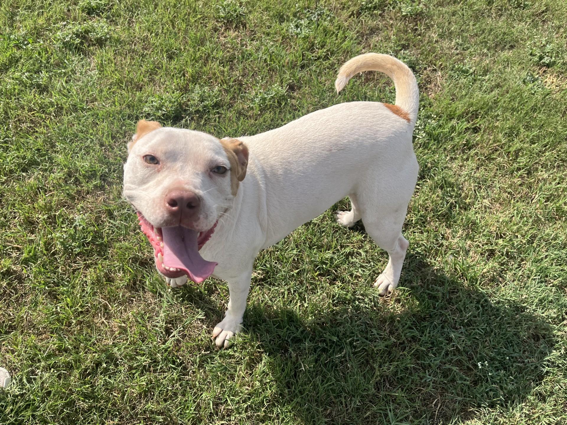 Tigger, a Adoptable Mixed Breed in Chickasha, OK image 2/5