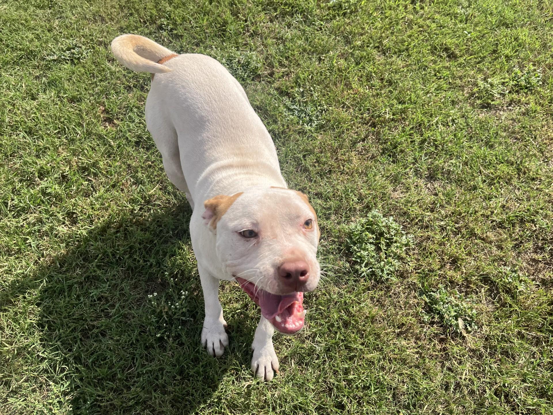 Tigger, a Adoptable Mixed Breed in Chickasha, OK image 4/5