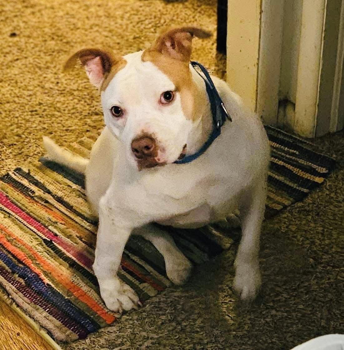 Tigger, Adoptable, Young Male Mixed Breed.