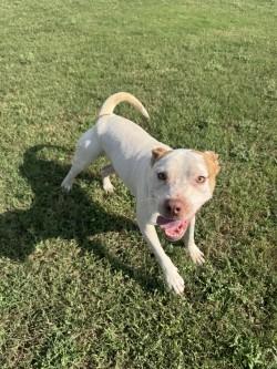 Tigger, Adoptable, Young Male Mixed Breed.