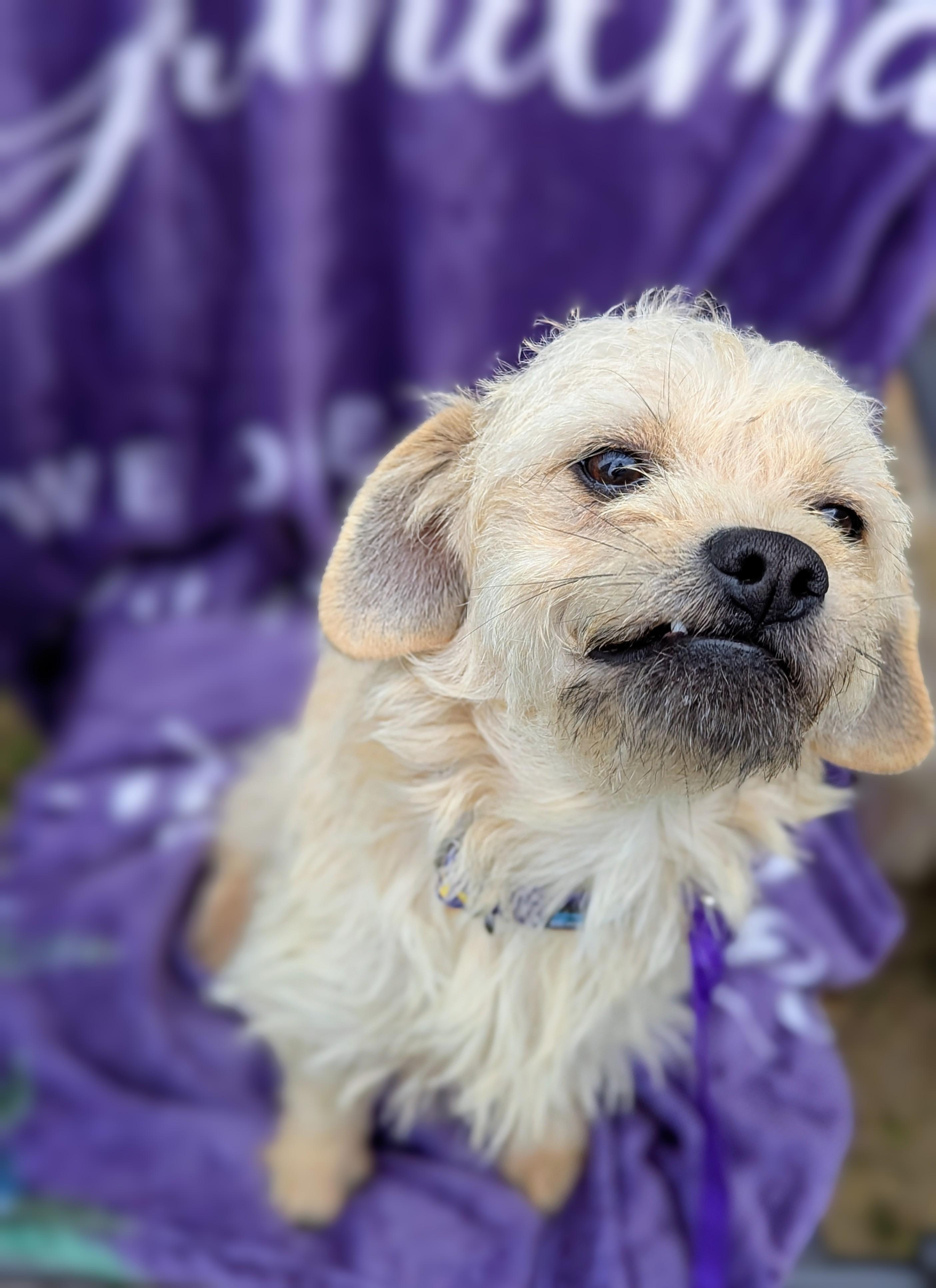 Enlarge Twinkie, a Adoptable Terrier in San Jose, CA image 2/2