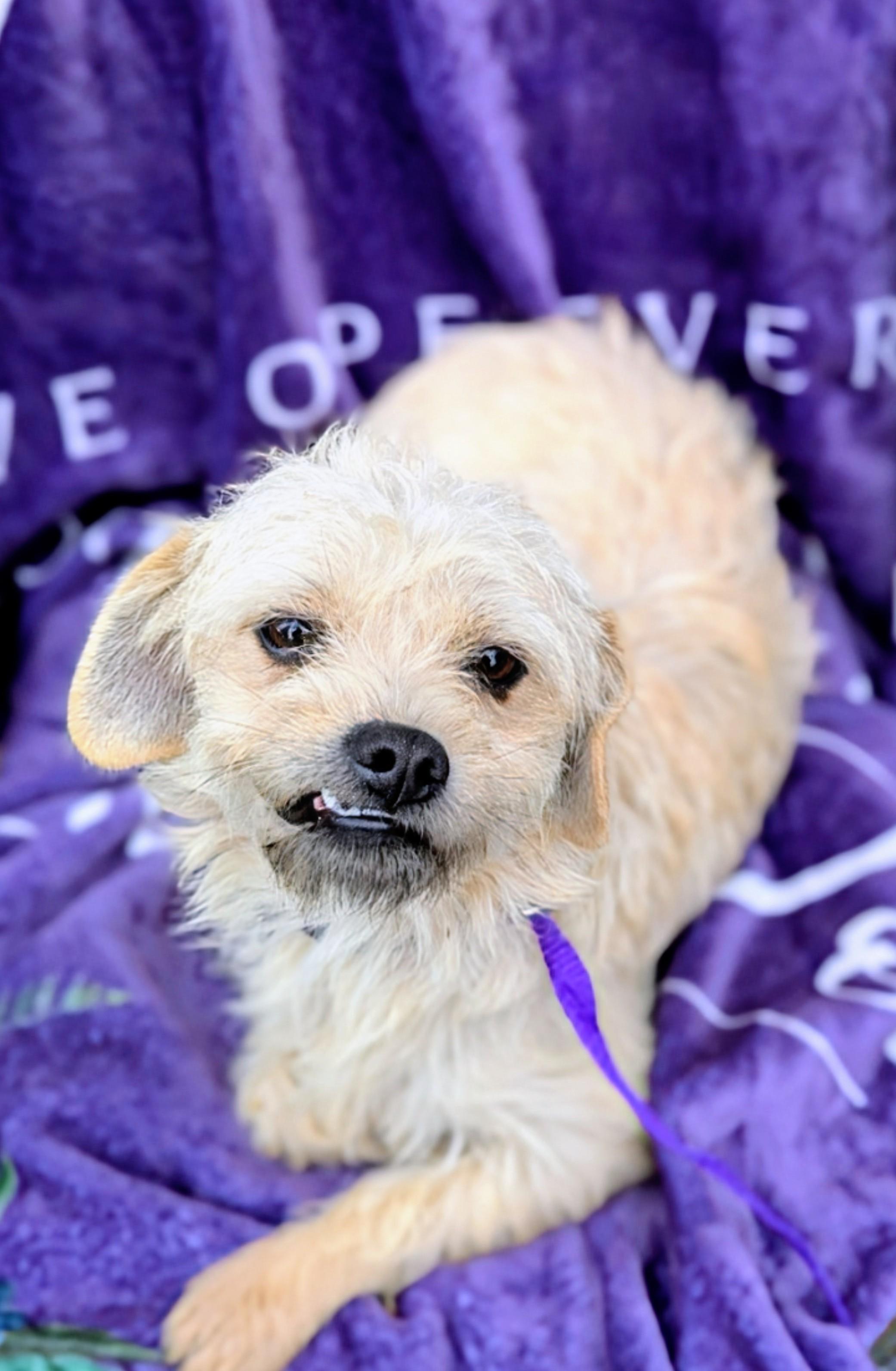 Twinkie, Adoptable, Adult Female Terrier.