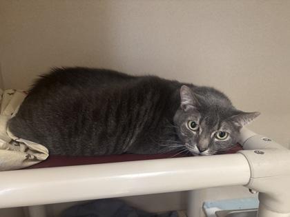 Aimes, Adoptable, Senior Female Domestic Short Hair & Domestic Short Hair.