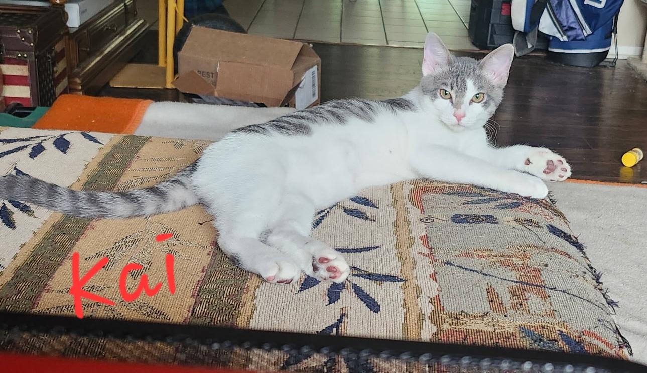 Kai, ADOPTABLE, Young Male Domestic Short Hair.