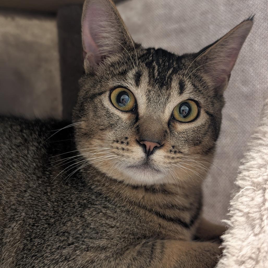 Enlarge Herbie, a Adoptable Domestic Short Hair in Sonoma, CA image 1/6