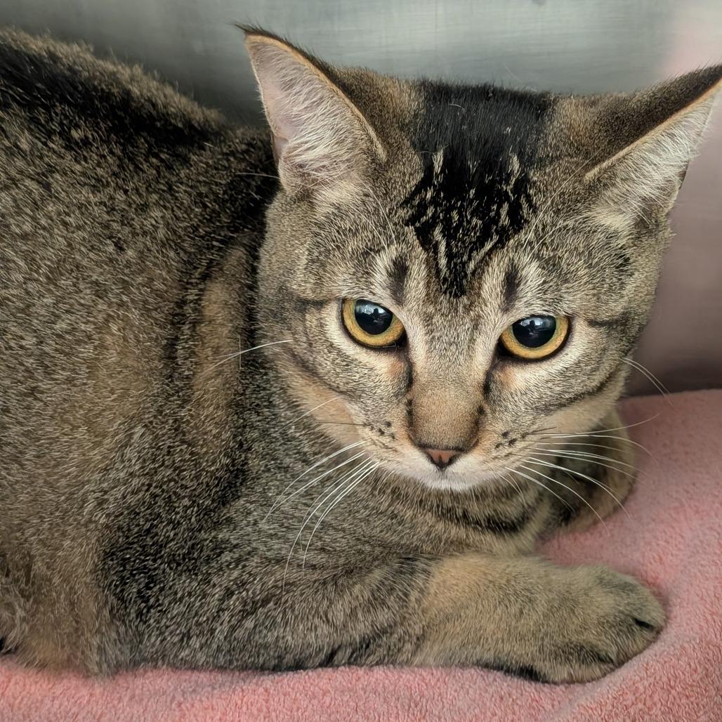 Enlarge Herbie, a Adoptable Domestic Short Hair in Sonoma, CA image 2/6