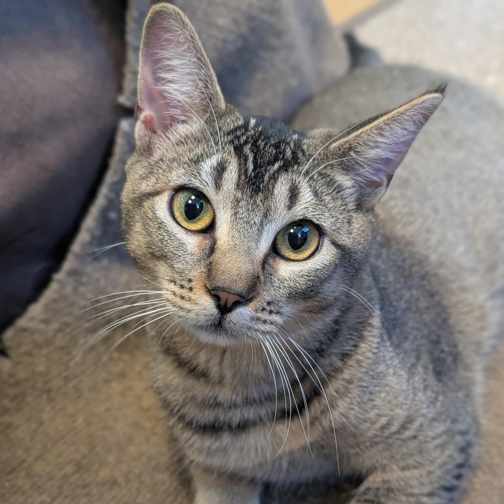 Herbie, Adoptable, Young Male Domestic Short Hair.