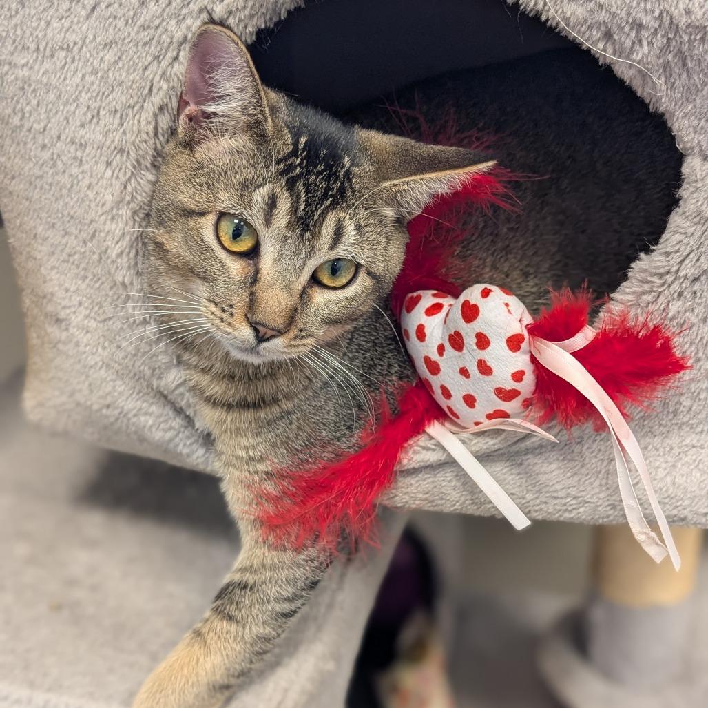 Enlarge Herbie, a Adoptable Domestic Short Hair in Sonoma, CA image 4/6