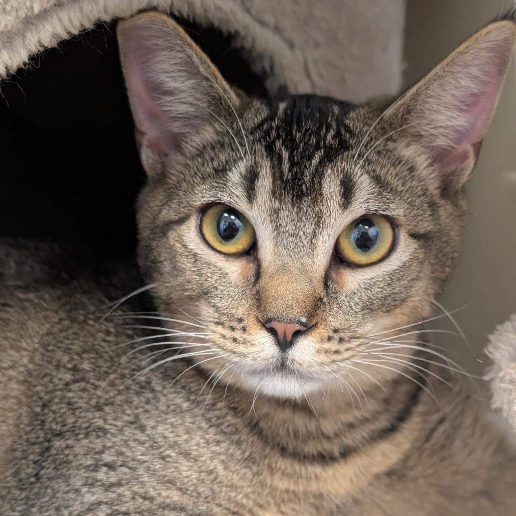 Enlarge Herbie, a Adoptable Domestic Short Hair in Sonoma, CA image 5/6