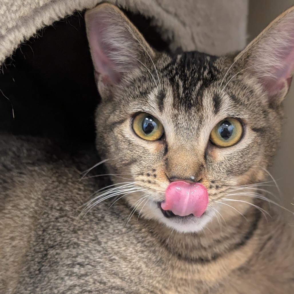 Enlarge Herbie, a Adoptable Domestic Short Hair in Sonoma, CA image 6/6
