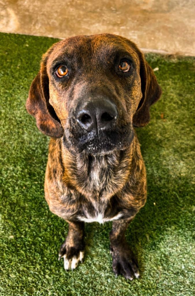 Buck, Adoptable, Young Male Hound.