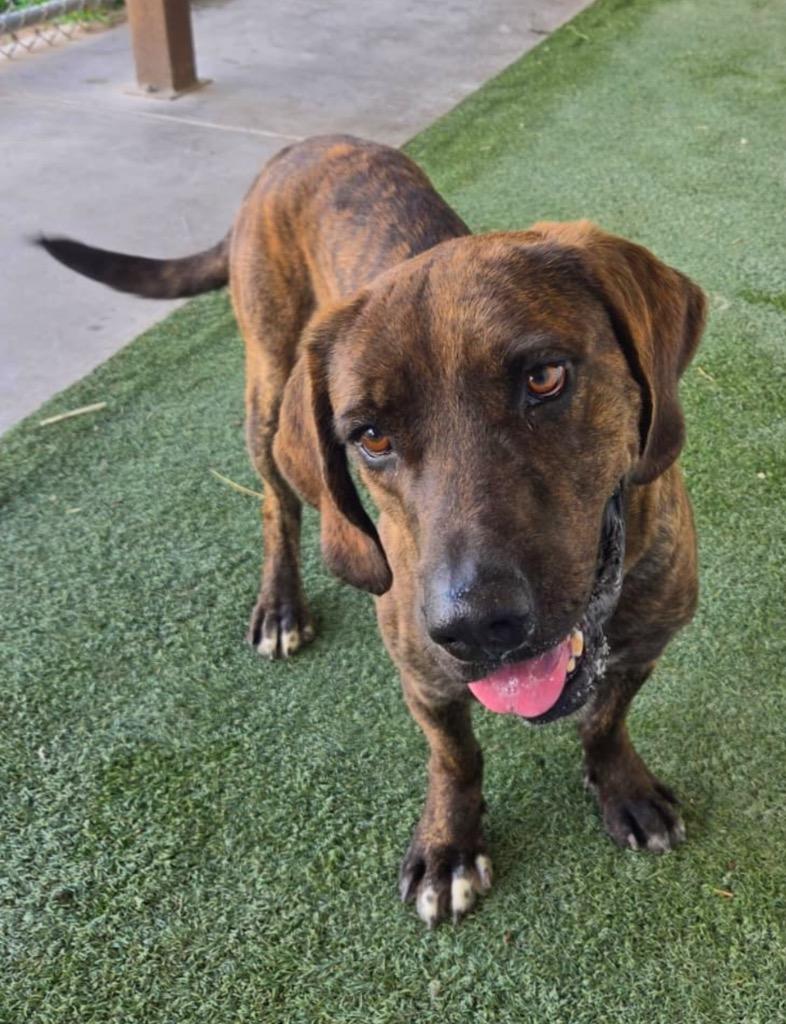 Enlarge Buck, a Adoptable mixed breed in Midland, TX image 2/3
