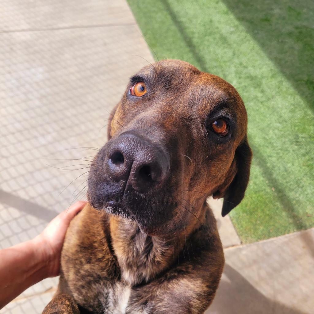 Enlarge Buck, a Adoptable mixed breed in Midland, TX image 2/2