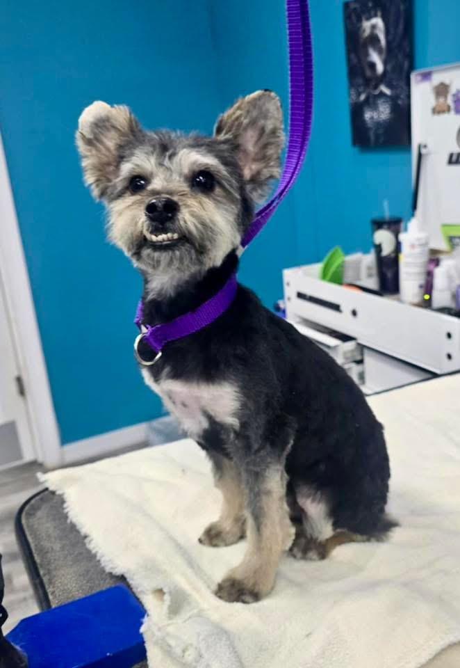 Durian , ADOPTABLE, Adult Male Yorkshire Terrier.