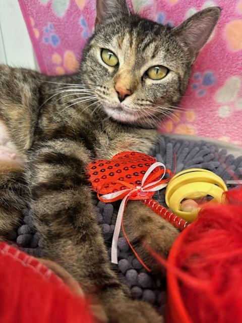 Enlarge Amorette (ID 50444/637), an adopted Domestic Short Hair in Manassas, VA image 1/1