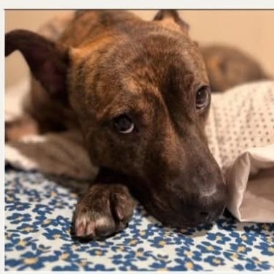 TIGER, a Adoptable mixed breed in Staten Island, NY image 2/4