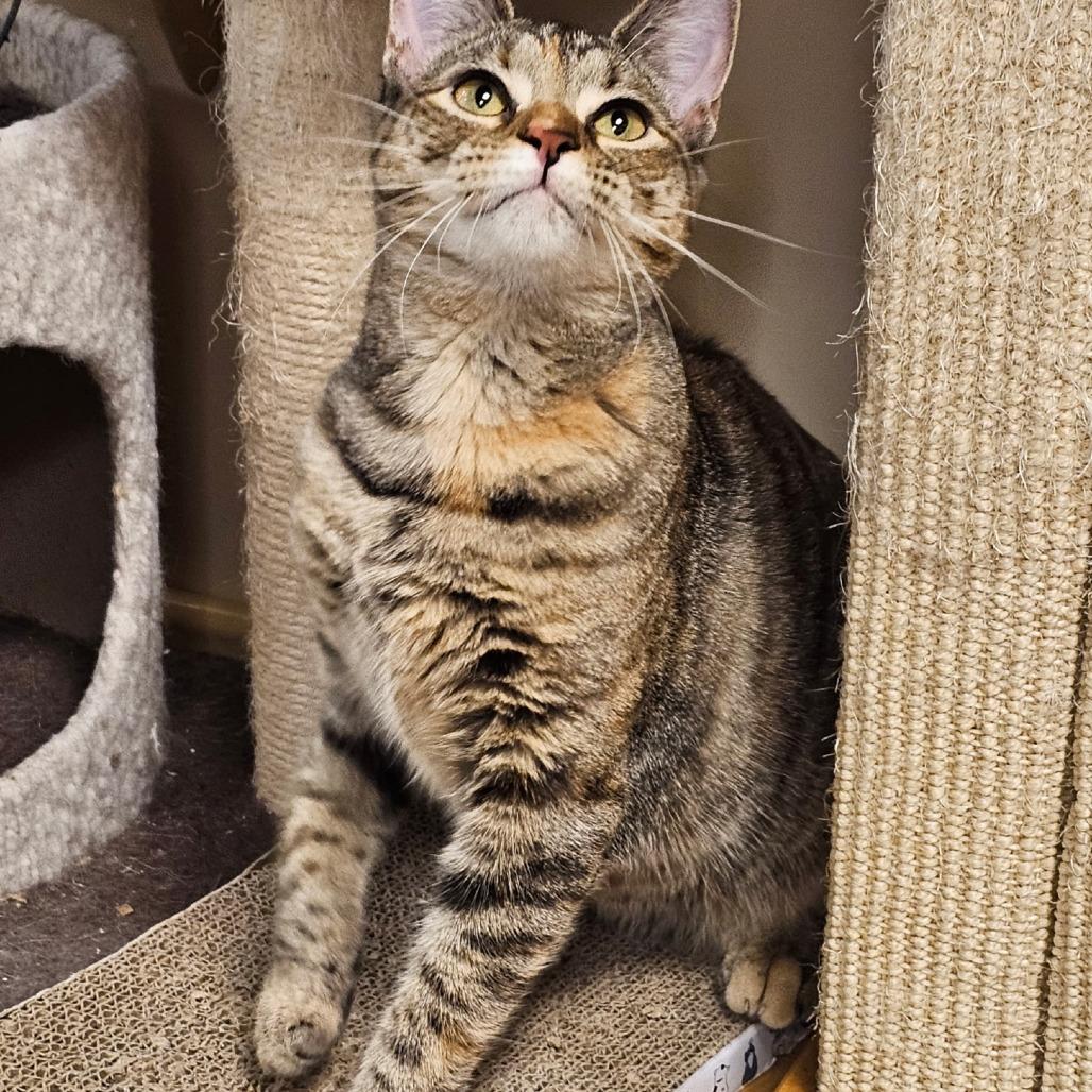 Enlarge KitKat, a Adoptable Domestic Short Hair in Fairfax, VA image 1/5