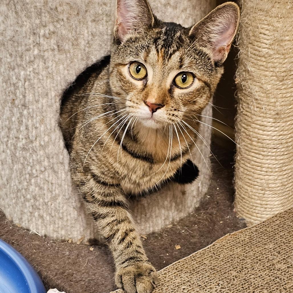 Enlarge KitKat, a Adoptable Domestic Short Hair in Fairfax, VA image 2/5