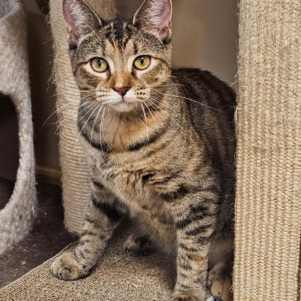 Enlarge KitKat, a Adoptable Domestic Short Hair in Fairfax, VA image 3/5