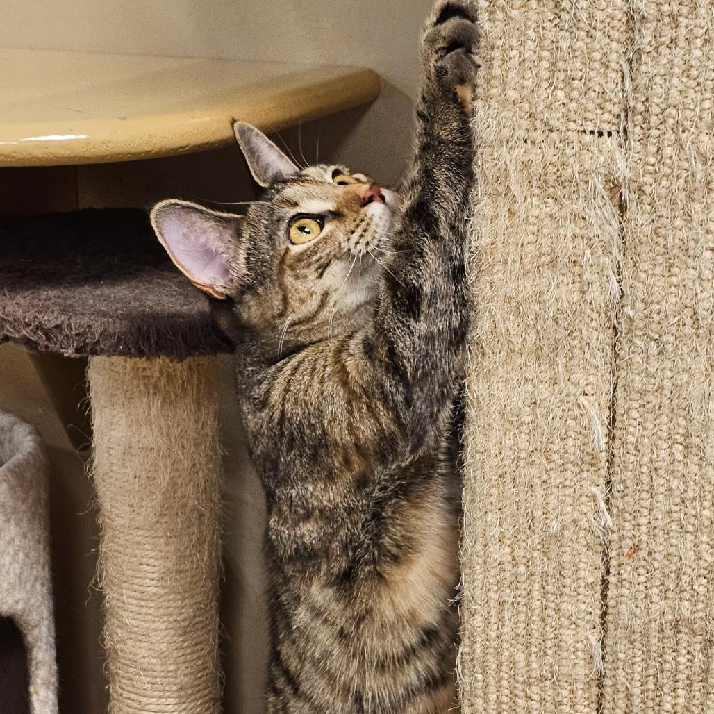 Enlarge KitKat, a Adoptable Domestic Short Hair in Fairfax, VA image 4/5