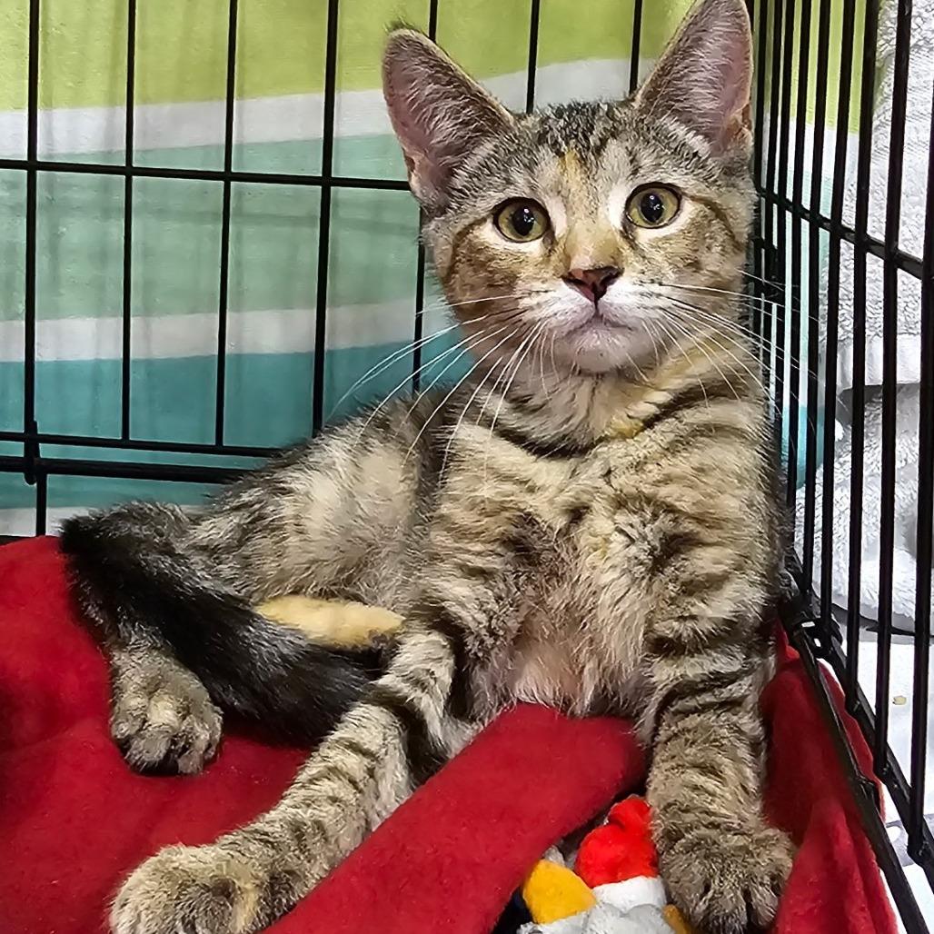 KitKat — thumbnail 5