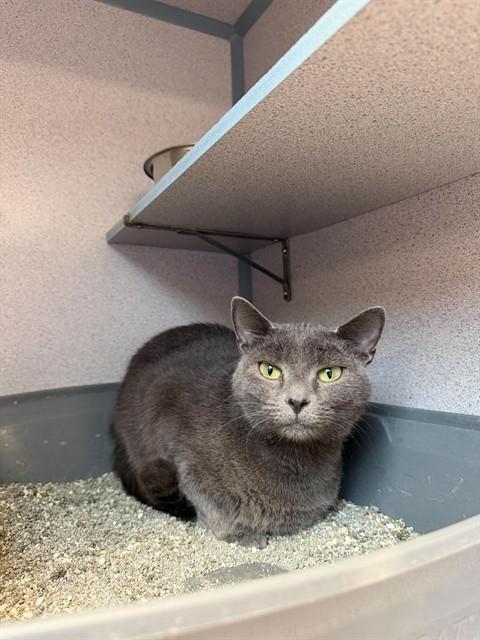 Enlarge LIBBY, a Adoptable Domestic Short Hair in Aliquippa, PA image 1/1