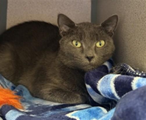 LIBBY, Adoptable, Adult Female Domestic Short Hair.
