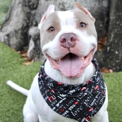 Mello, Adoptable, Adult Male Mixed Breed & Mixed Breed.