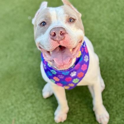 Enlarge Mello, a Adoptable mixed breed in Largo, FL image 1/3