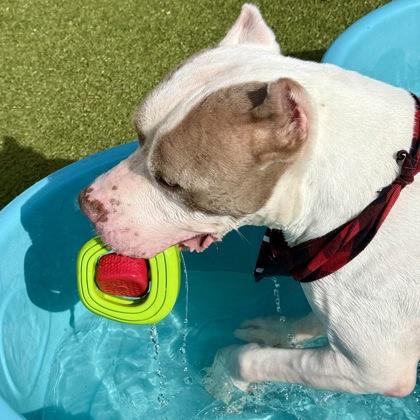 Enlarge Mello, a Adoptable mixed breed in Largo, FL image 2/3