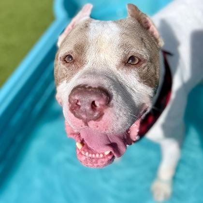 Enlarge Mello, a Adoptable mixed breed in Largo, FL image 3/3