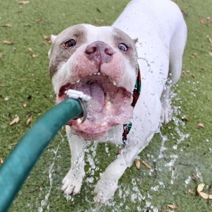 Mello, a Adoptable mixed breed in Largo, FL image 2/3
