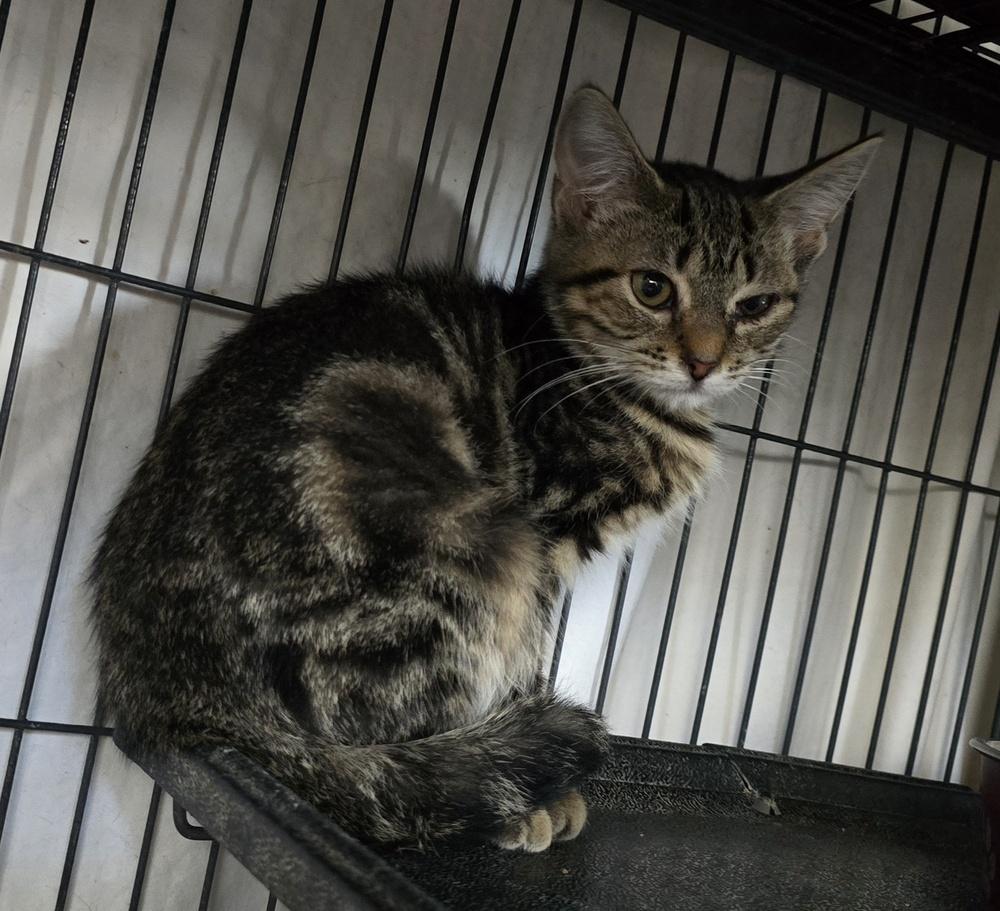 Keely, Adoptable, Kitten Female Domestic Short Hair.