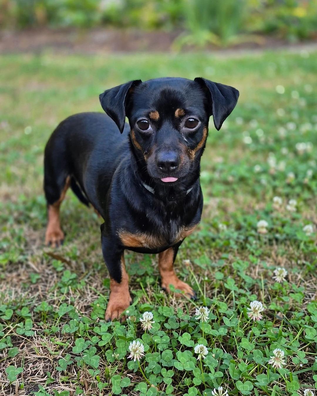 Enlarge Daisy, a Adoptable mixed breed in Redondo Beach, CA image 3/4
