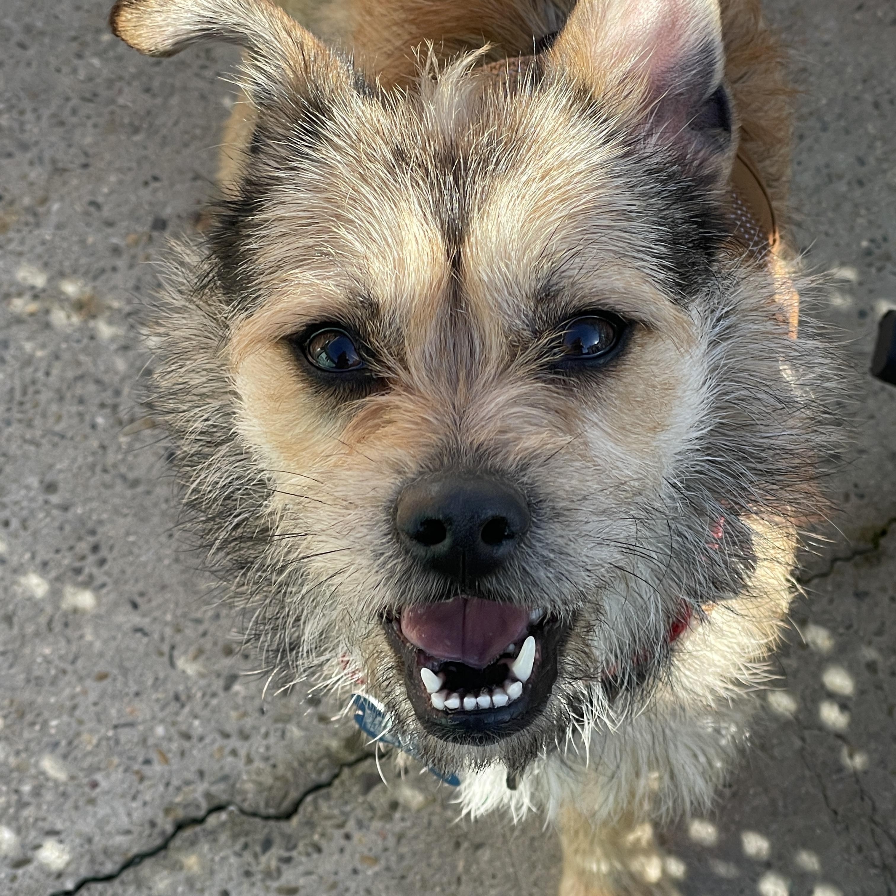 Enlarge Aurora, a Adoptable mixed breed in Concord, CA image 2/6