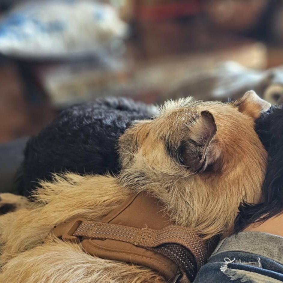 Enlarge Aurora, a Adoptable mixed breed in Concord, CA image 6/6