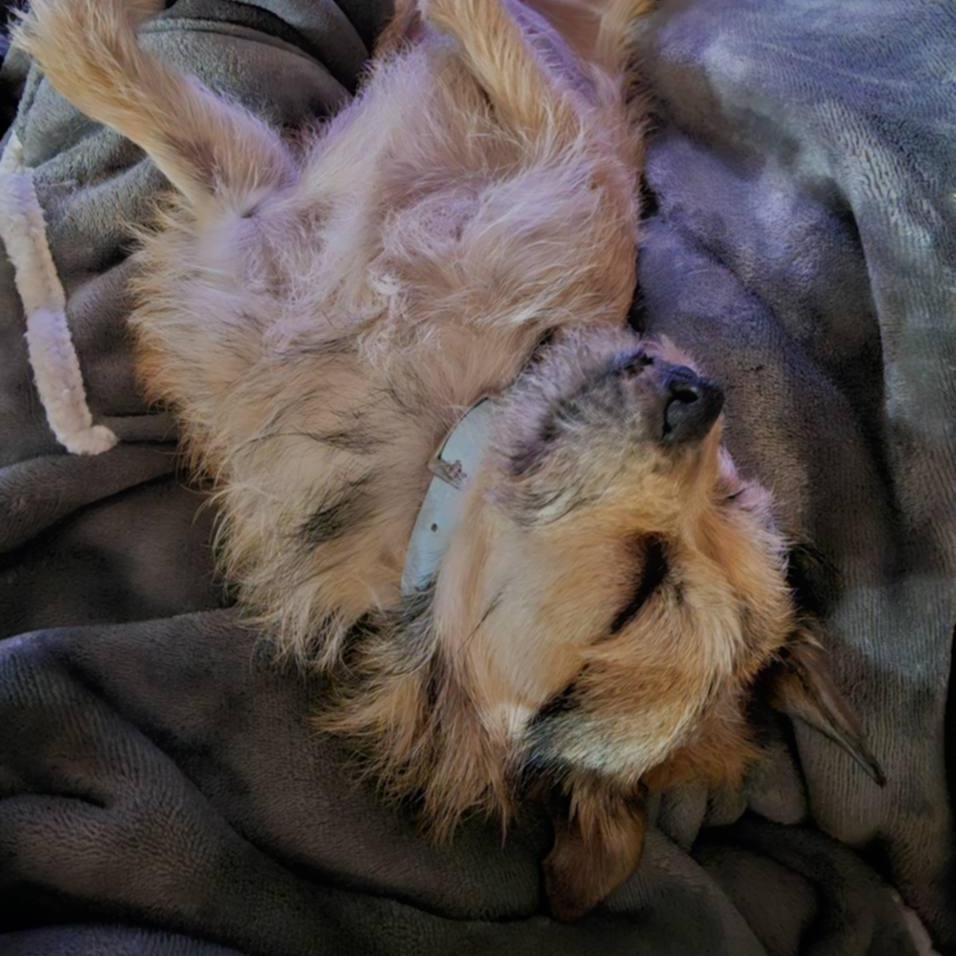 Enlarge Aurora, a Adoptable mixed breed in Concord, CA image 4/6