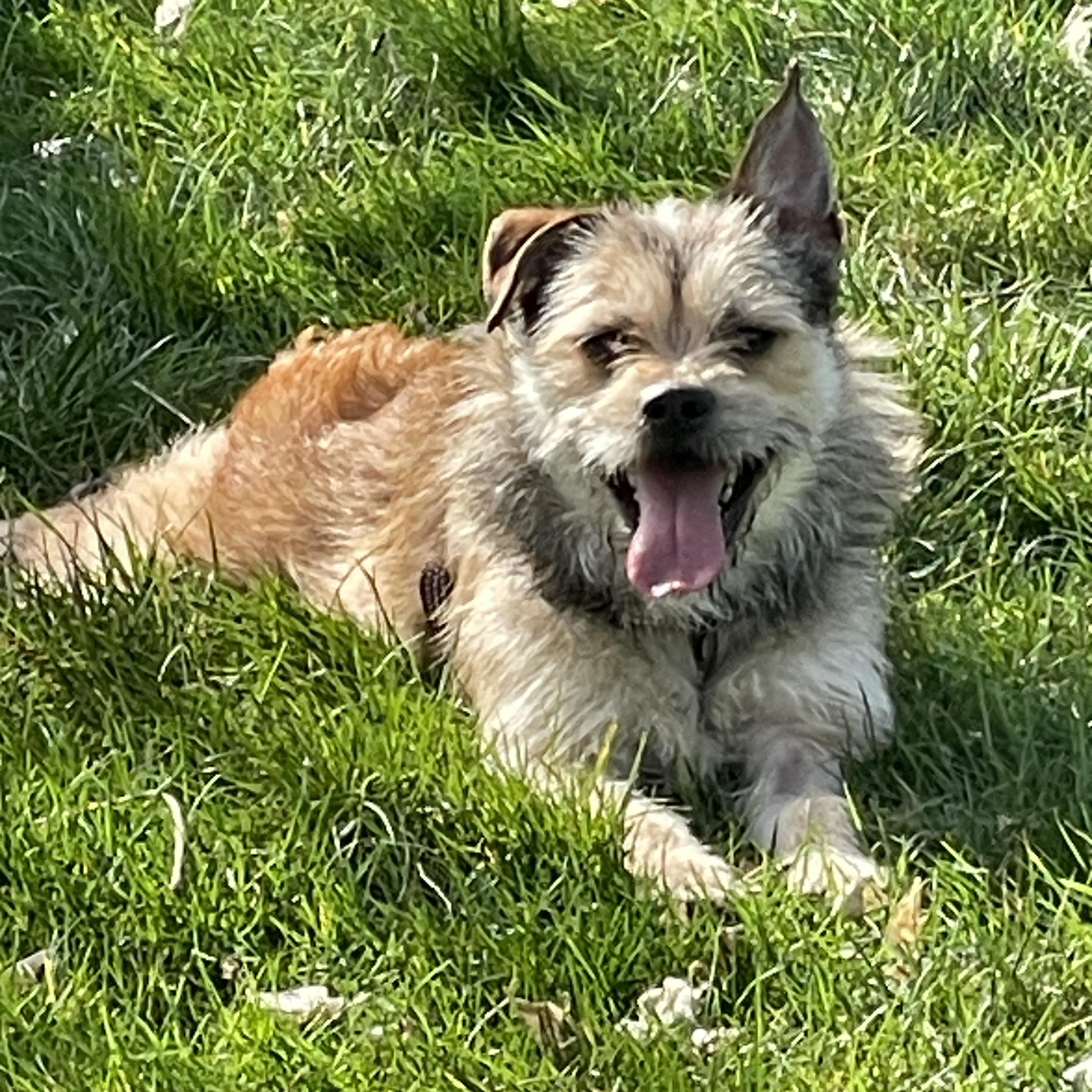 Enlarge Aurora, a Adoptable mixed breed in Concord, CA image 3/6