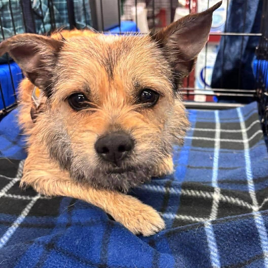 Aurora, Adoptable, Young Female Wirehaired Terrier & Pug.