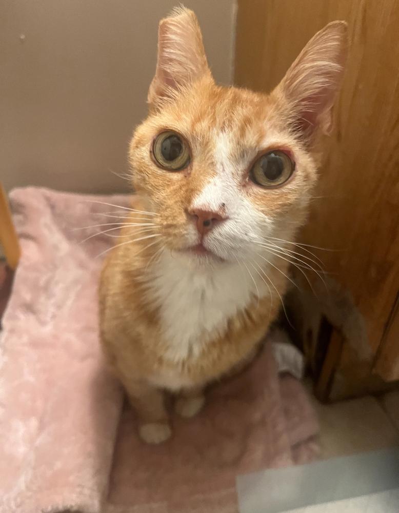 Big Red, Adoptable, Senior Male Domestic Short Hair.