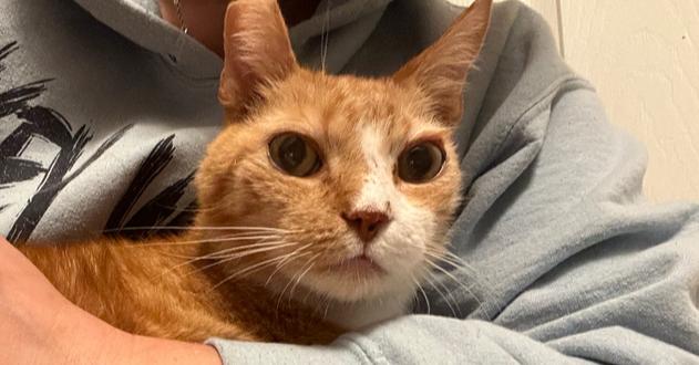 Enlarge Big Red, a Adoptable Domestic Short Hair in East hartford, CT image 2/4