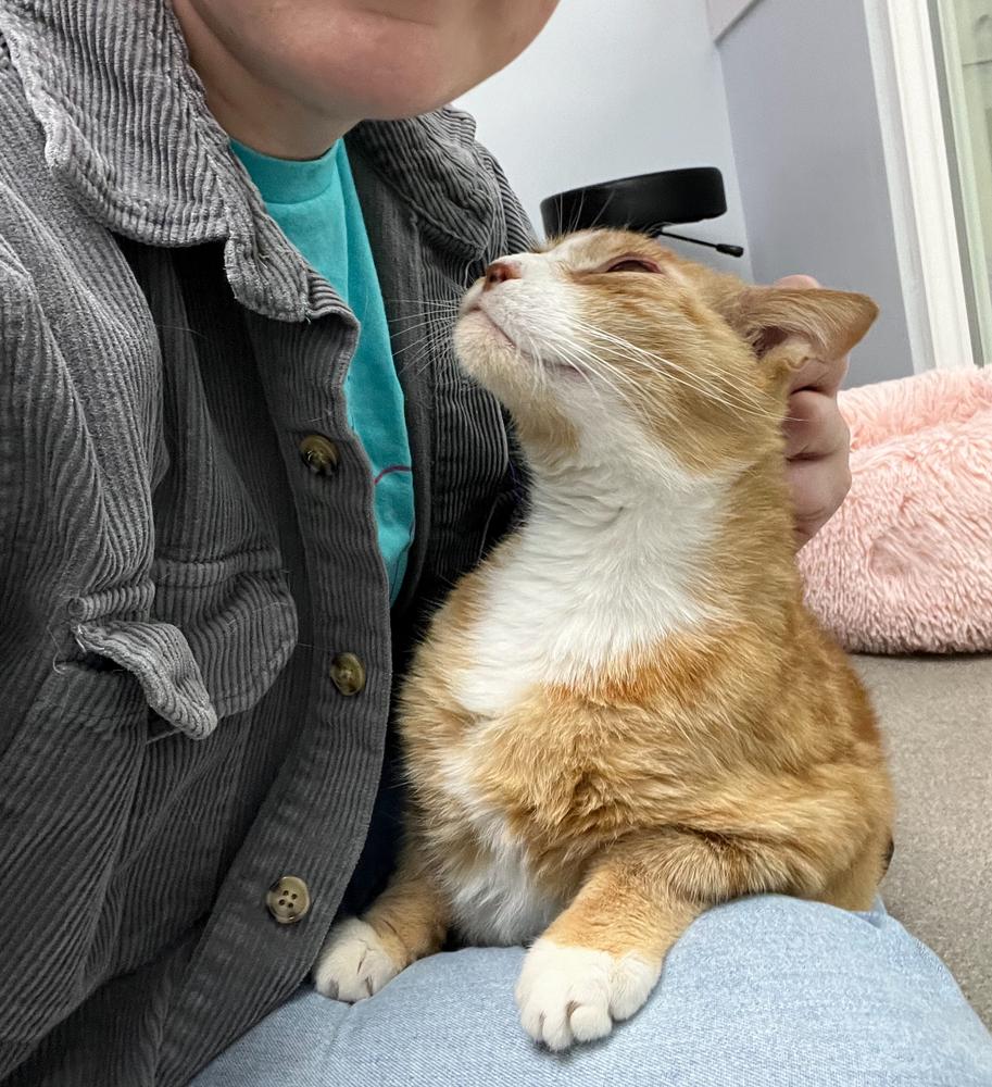 Enlarge Big Red, a Adoptable Domestic Short Hair in East hartford, CT image 3/4