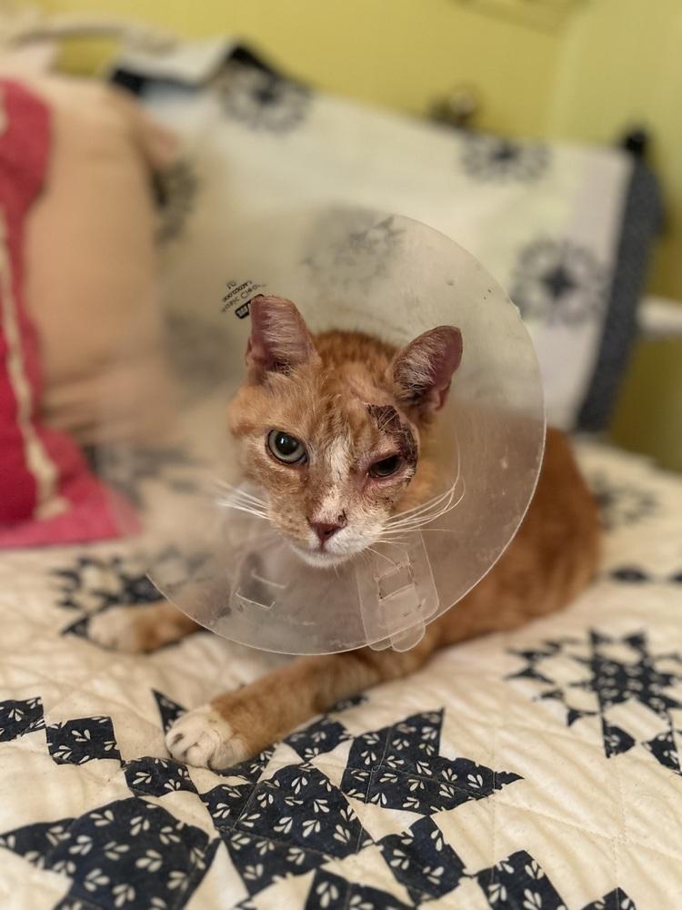 Enlarge Big Red, a Adoptable Domestic Short Hair in East hartford, CT image 4/4