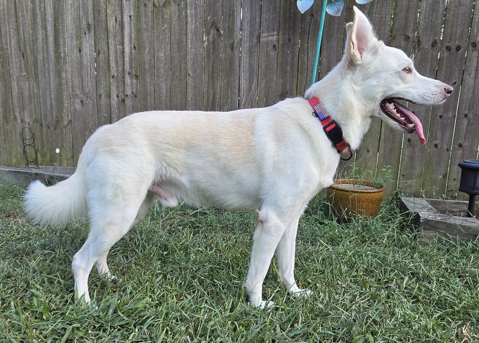 Yukon, Adoptable, Adult Male White German Shepherd.