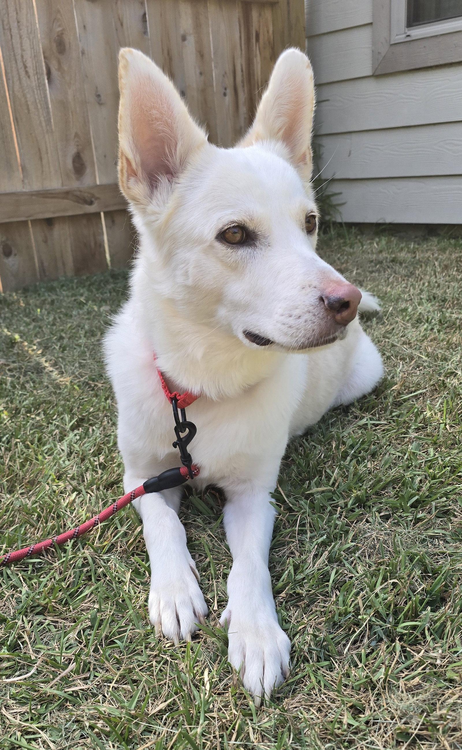 Enlarge Yukon, a Adoptable White German Shepherd in Londonderry, NH image 2/3